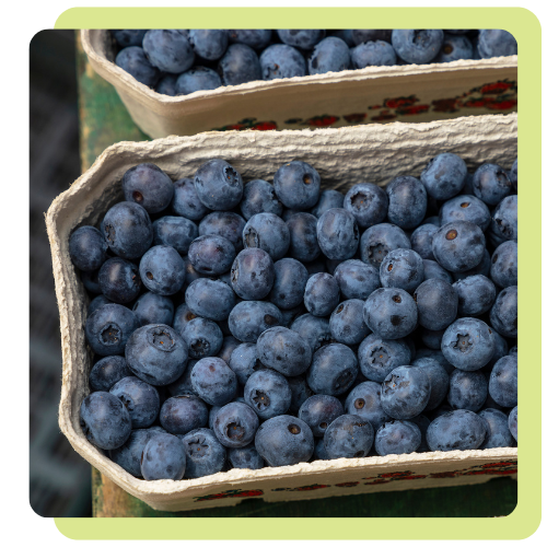 SPPA Webpage Graphic Blueberry v2
